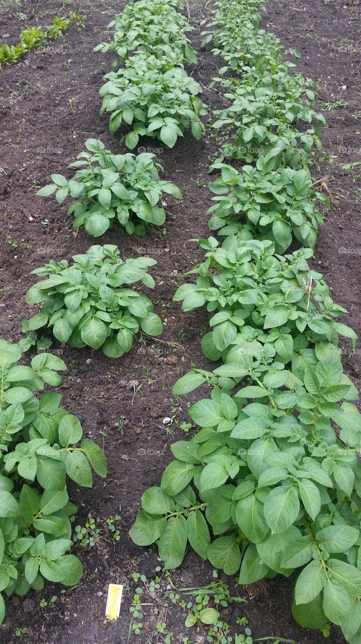 potatoes garden
