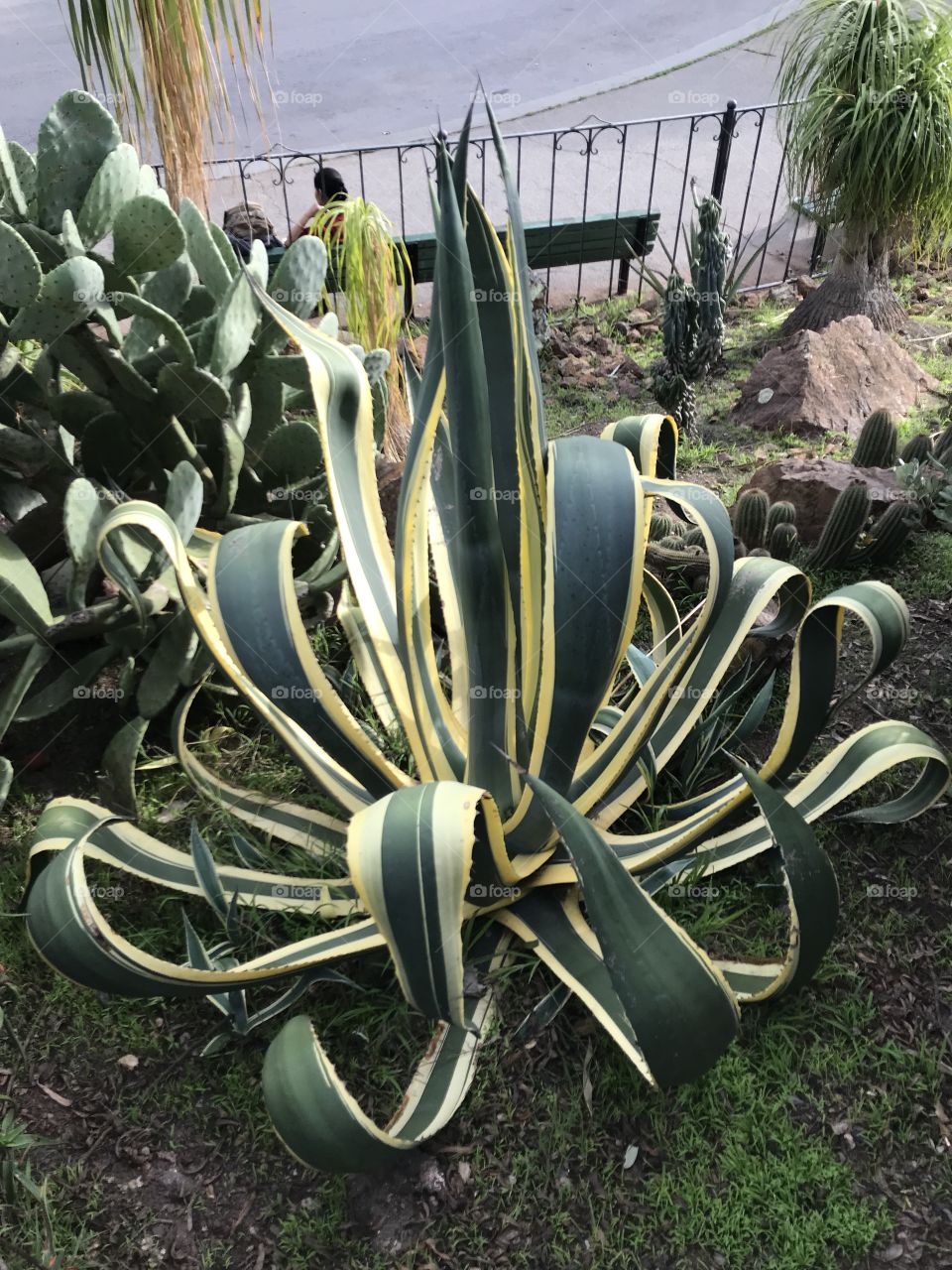 Interesting plant that needed recognition