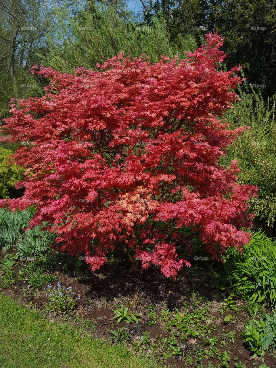 red tree