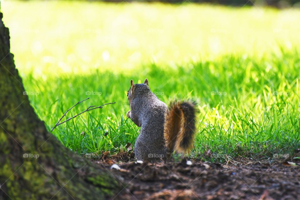 Curious Squirrel