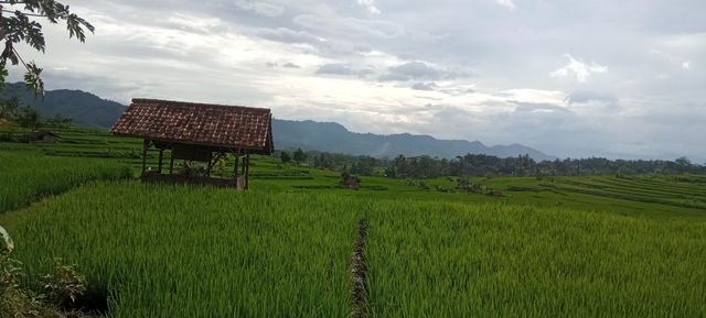my field