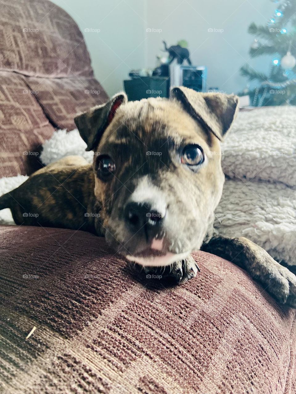 Stella - just chilling 😎