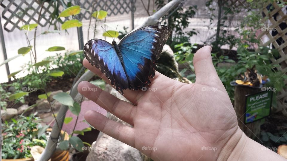 blue butterfly