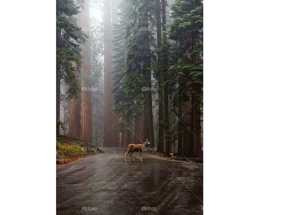 Forest in California 