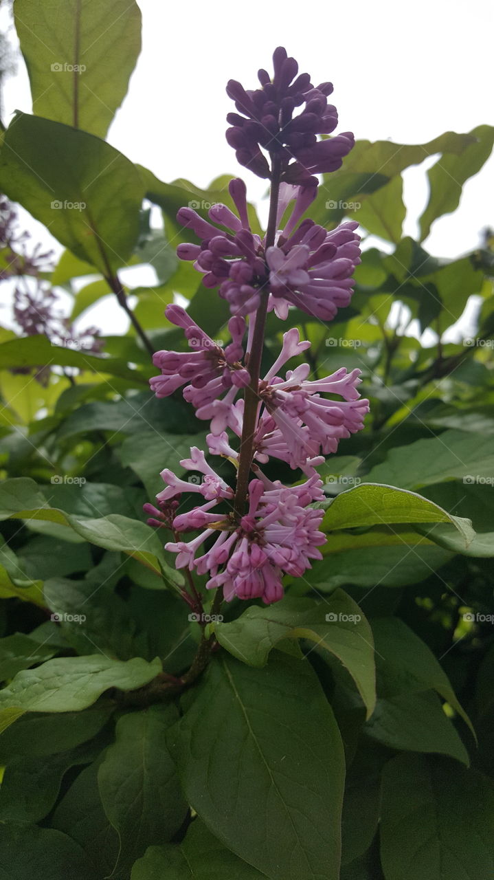 lilac flower