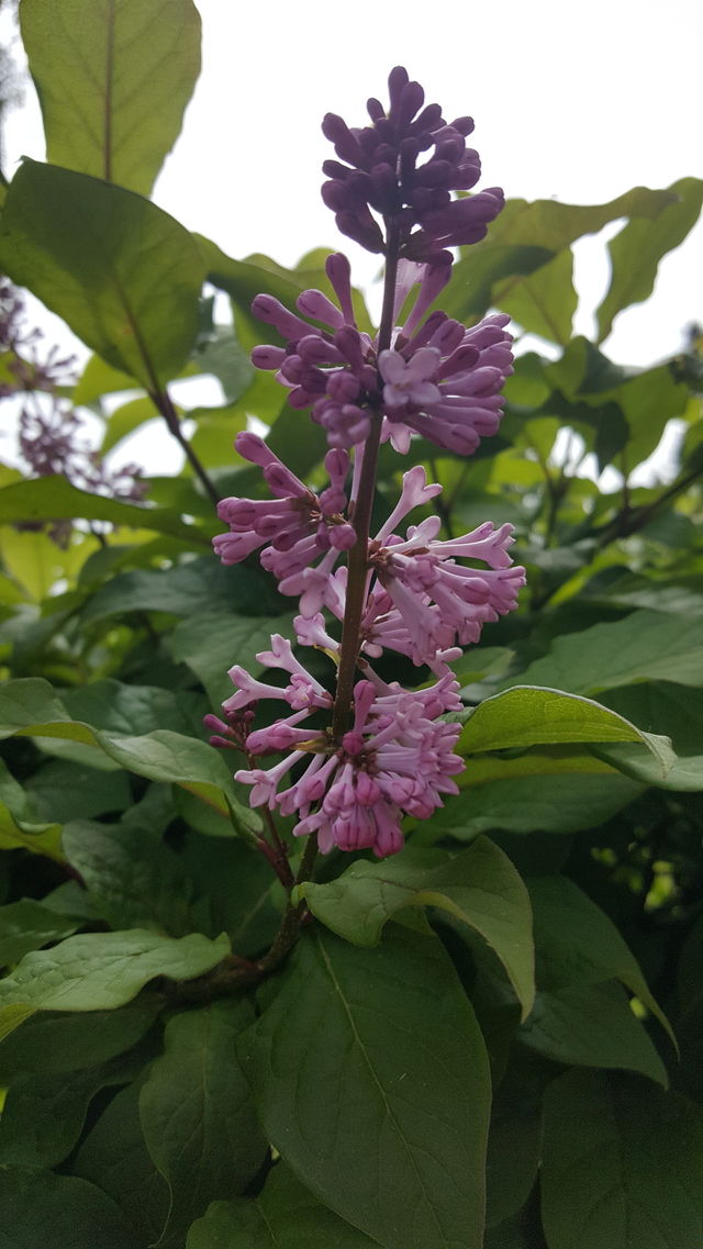 lilac flower
