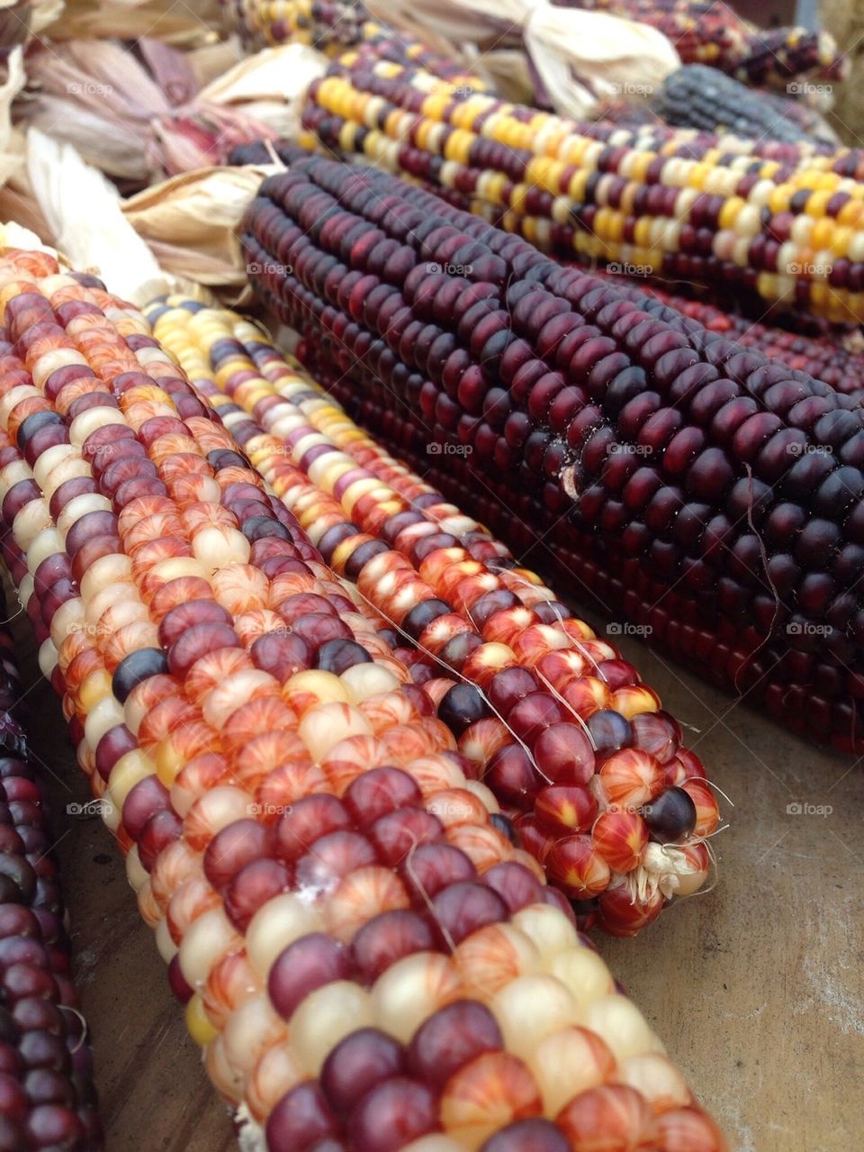 Multicolored Indian corn in fall