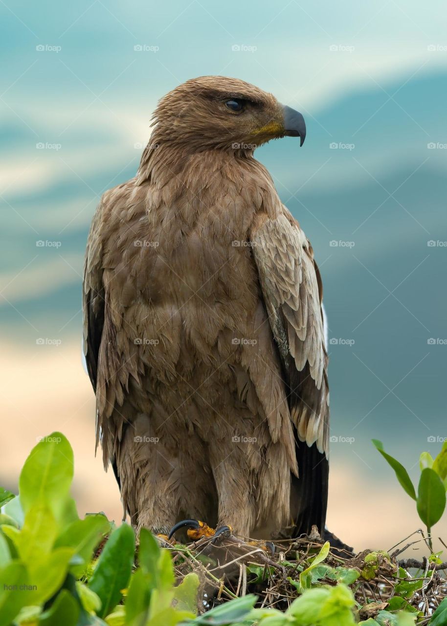 Beautiful and cute eagle bird