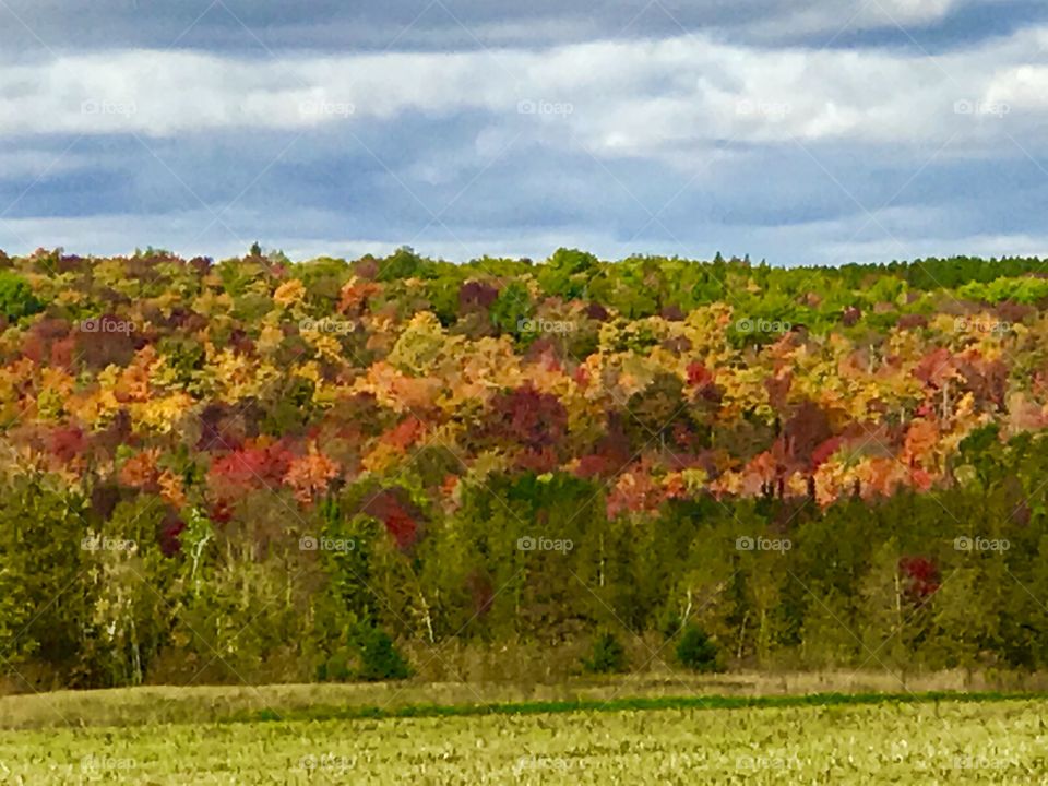 Fall tree line 