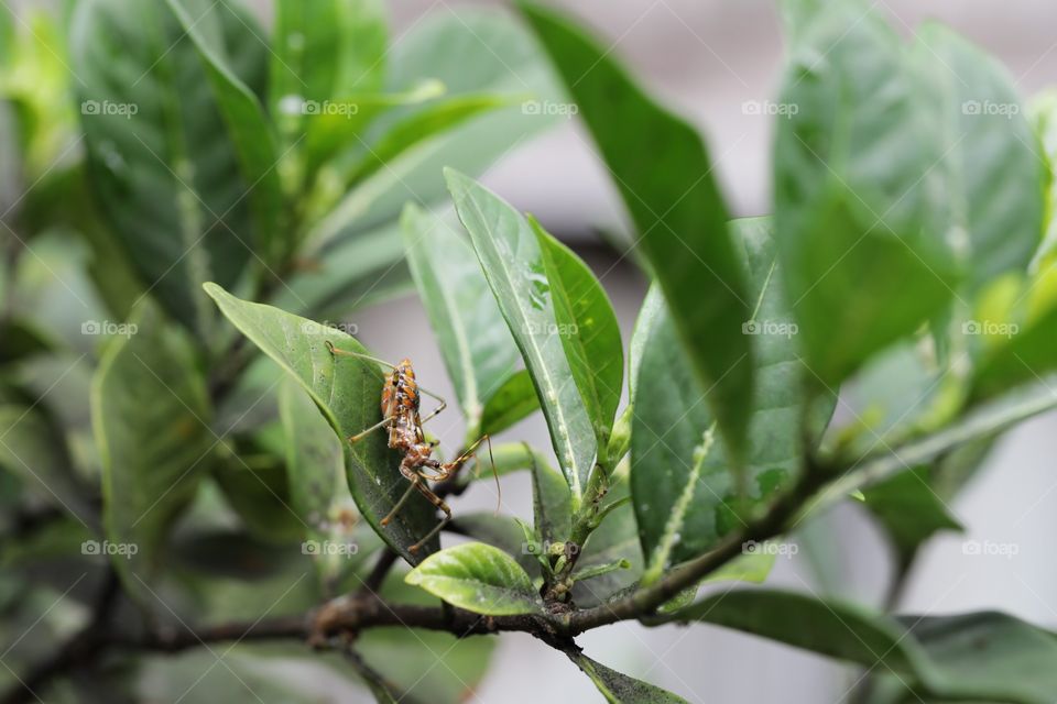 Spider on leaf