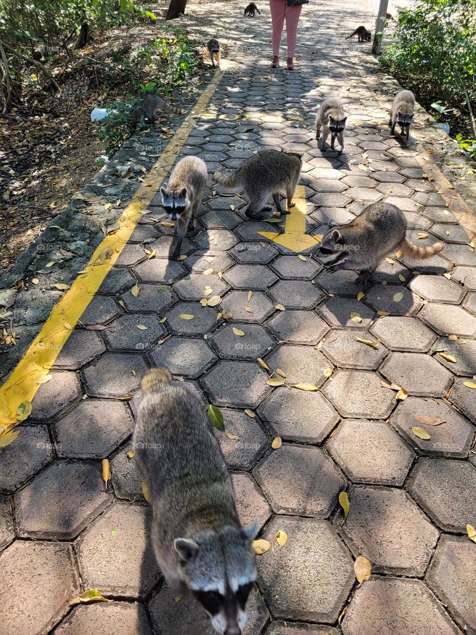 vida animal en ciudad, mapaches