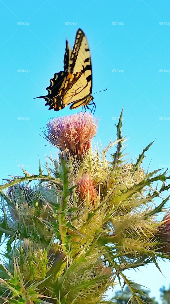 butterfly on flower blue sky background