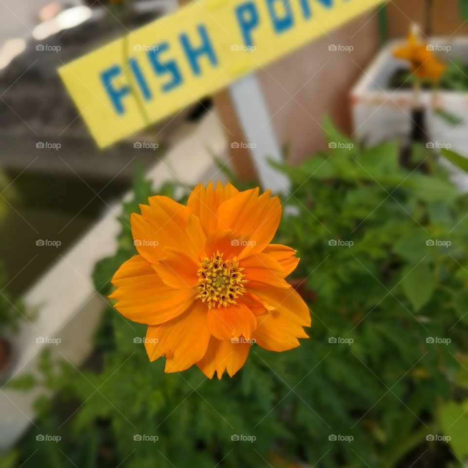 Flower near the pond