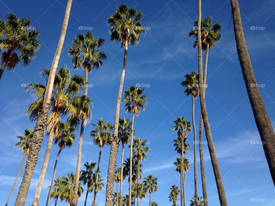 Palm trees SB 