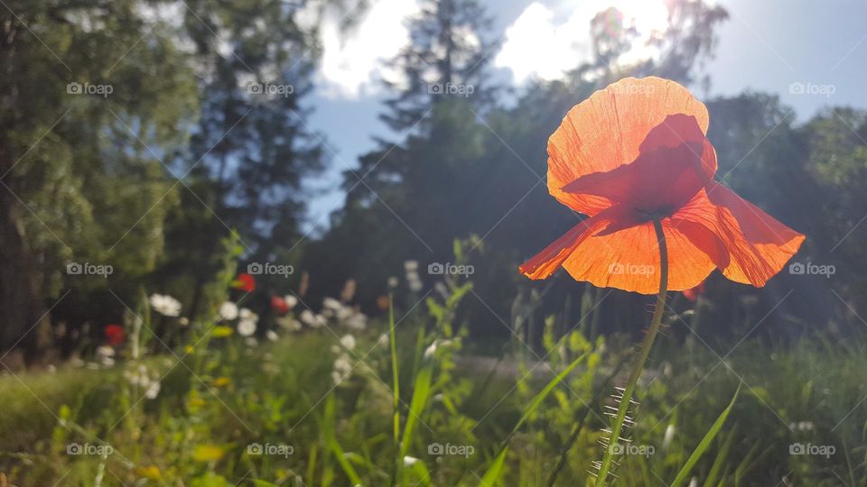 Poppy
