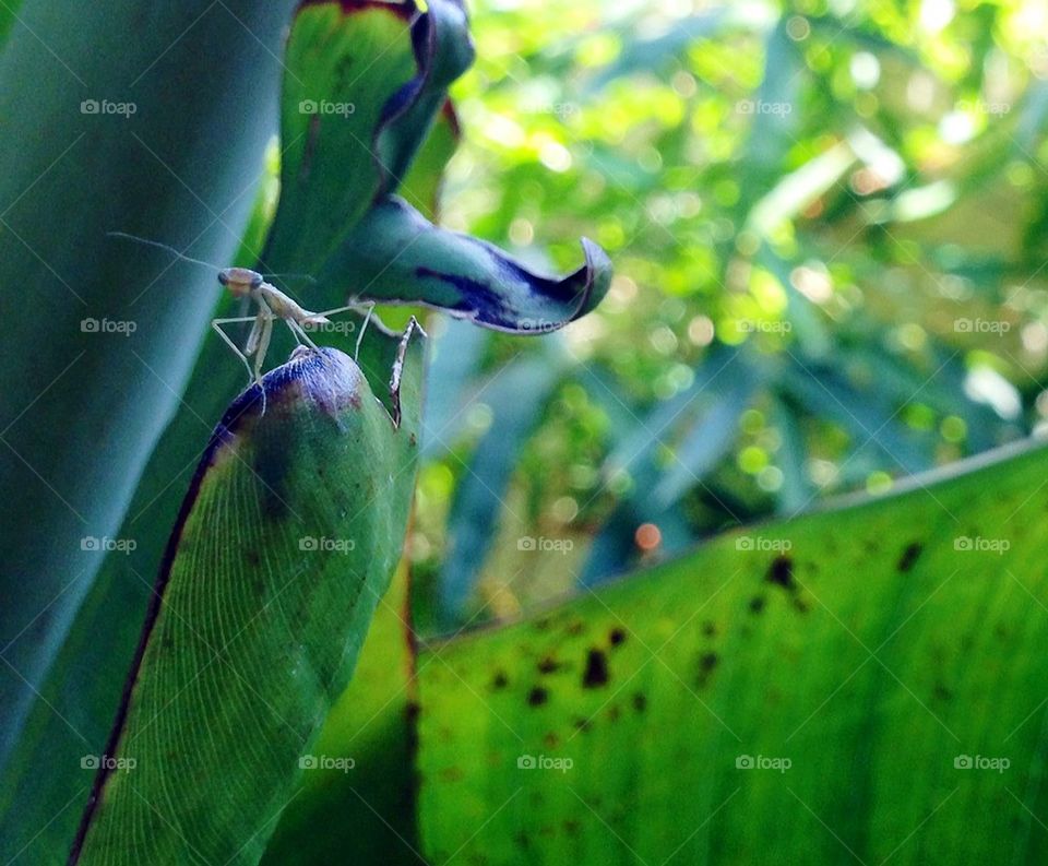 Junior mantis, fresh hatched!