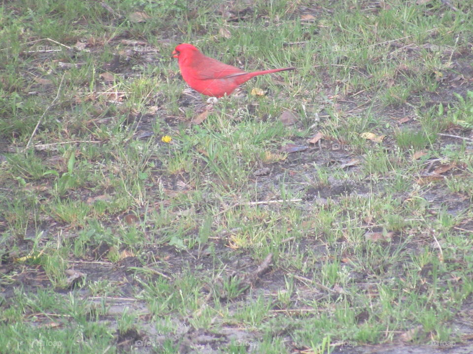 Cardinal