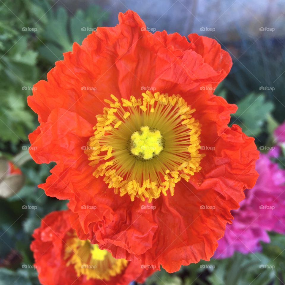 En Fuego. Persian buttercup, cultivar "Champagne Bubbles"