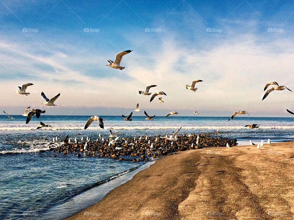 The Glorious Mother Nature Foap Mission! Flick Of Seagulls With Wings Spread Over The Ocean
