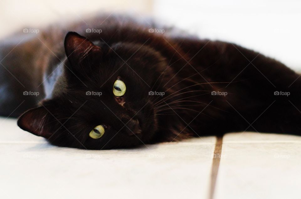 My cat chillin' in the kitchen. 