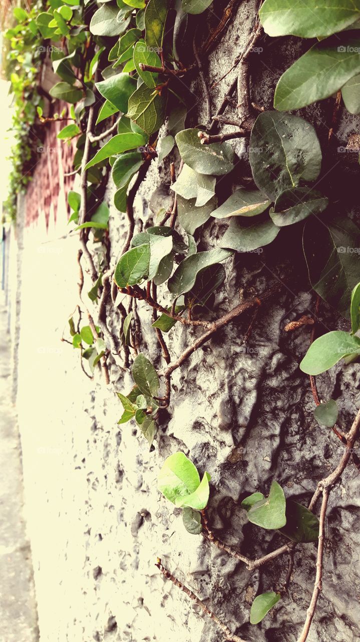 A vine plant grows in church fences.