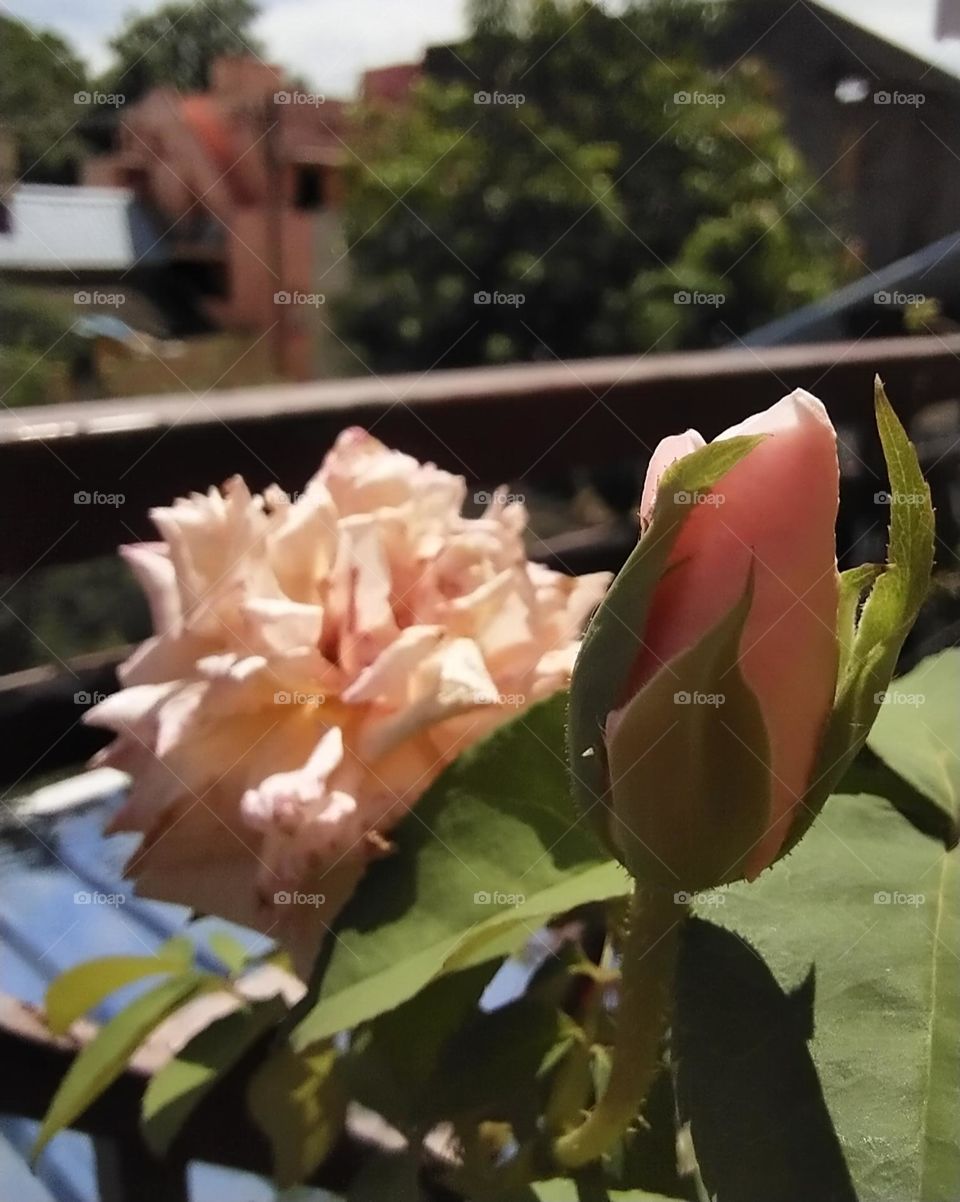 rose bud