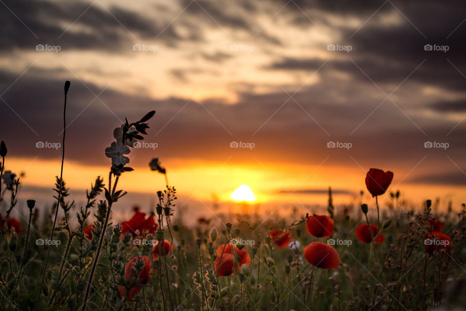 Sunset, Sun, Dawn, Field, Poppy
