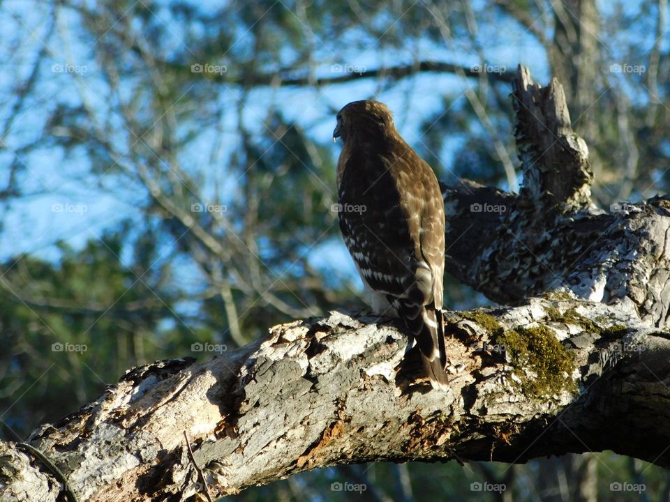 Red-shouldered Hawk perched by the lake 