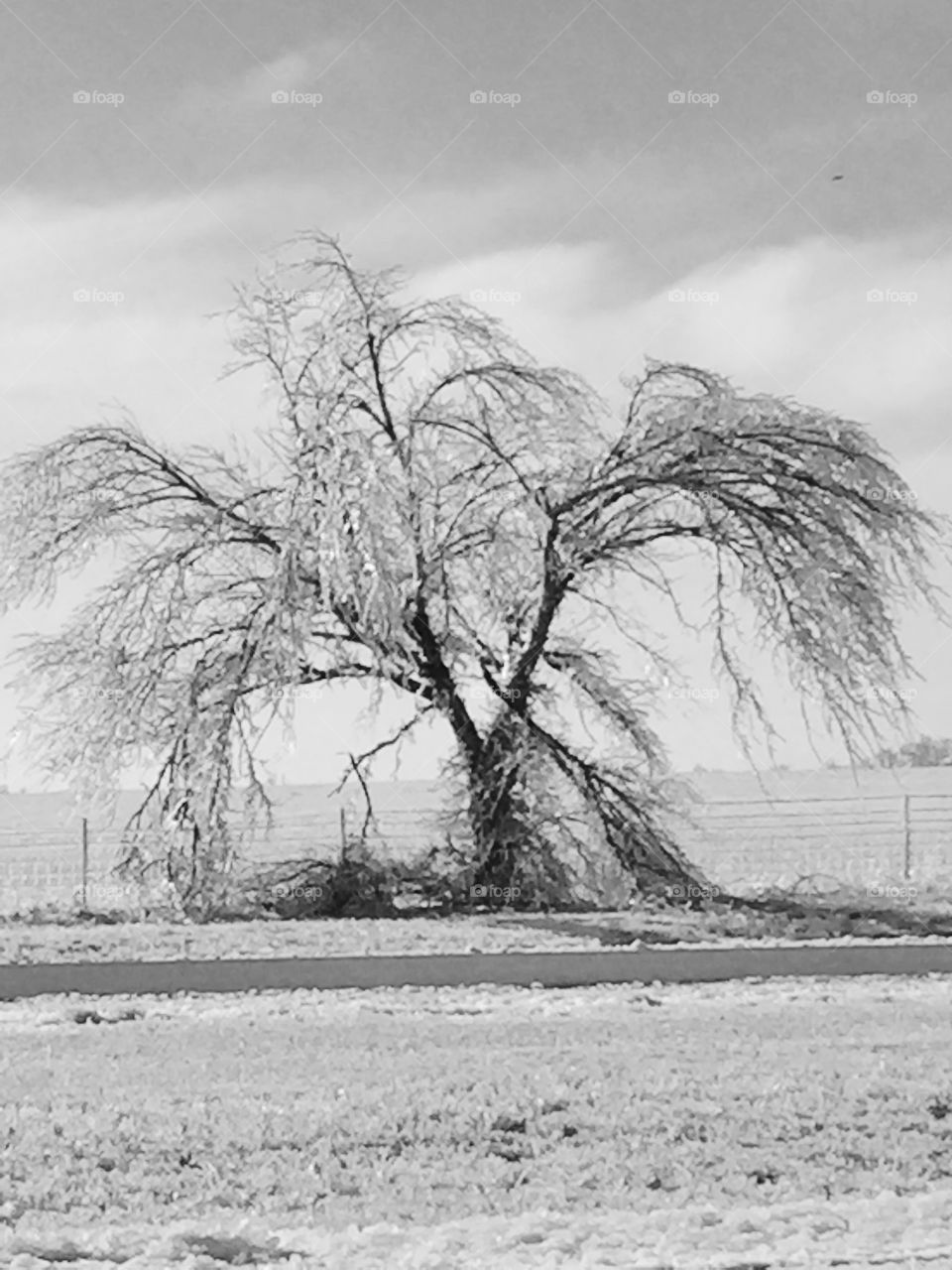 Icy tree