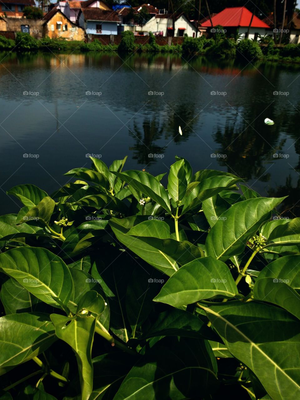 green plants