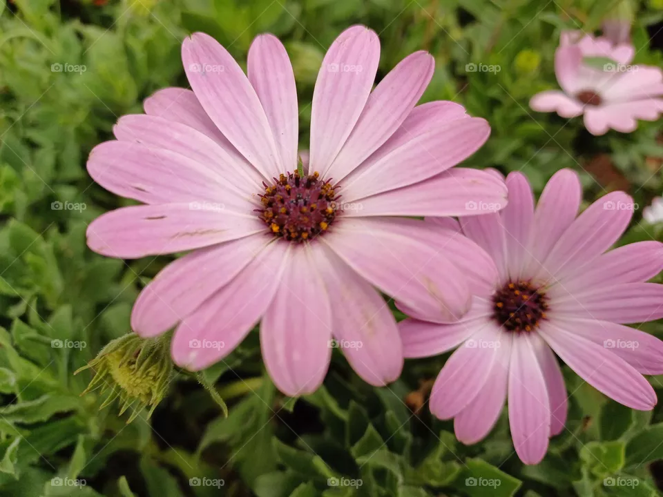 purple flowers