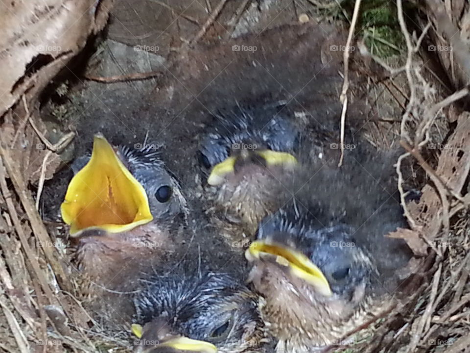 hungry baby birds