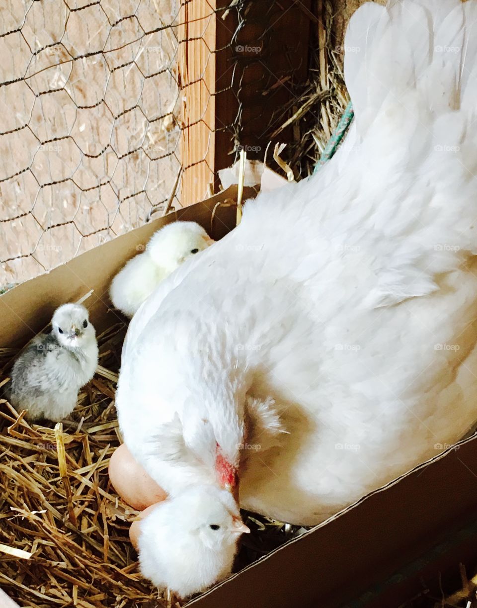 Momma hen and chicks