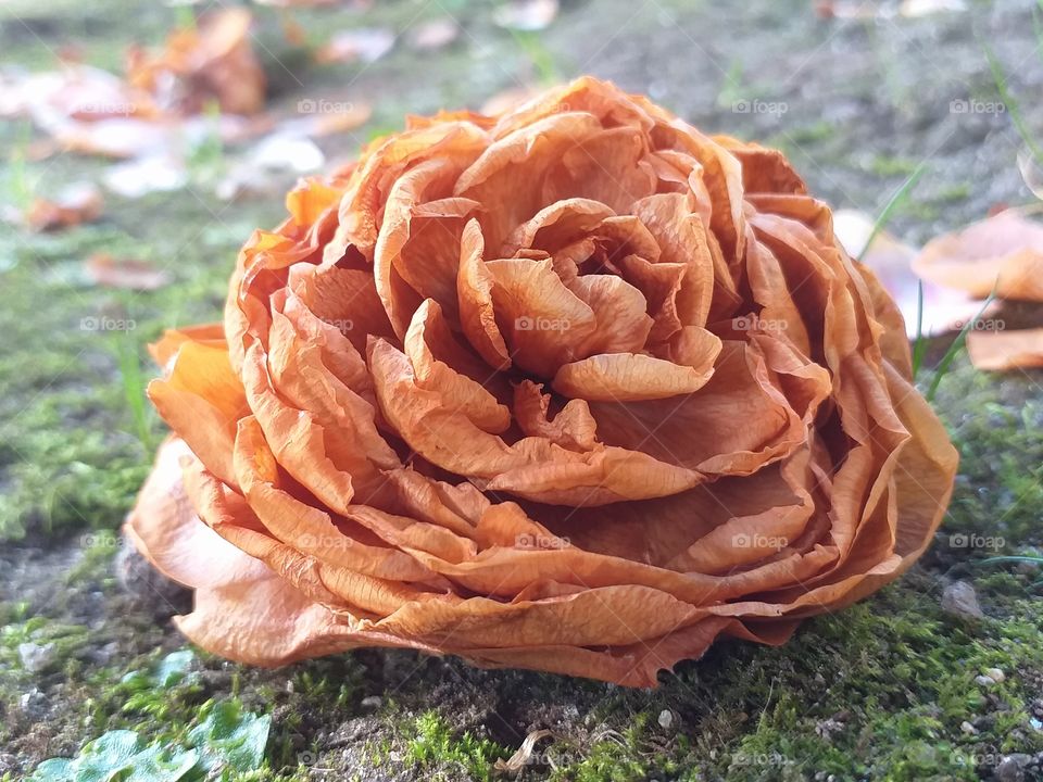 dried flower fallen tree