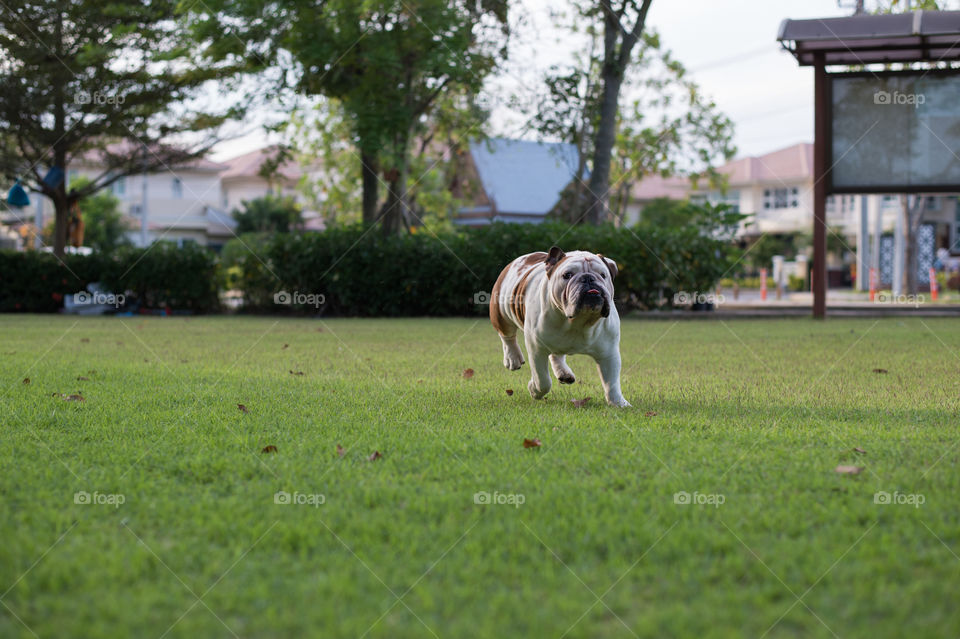 White Bulldog run on the grass in the park