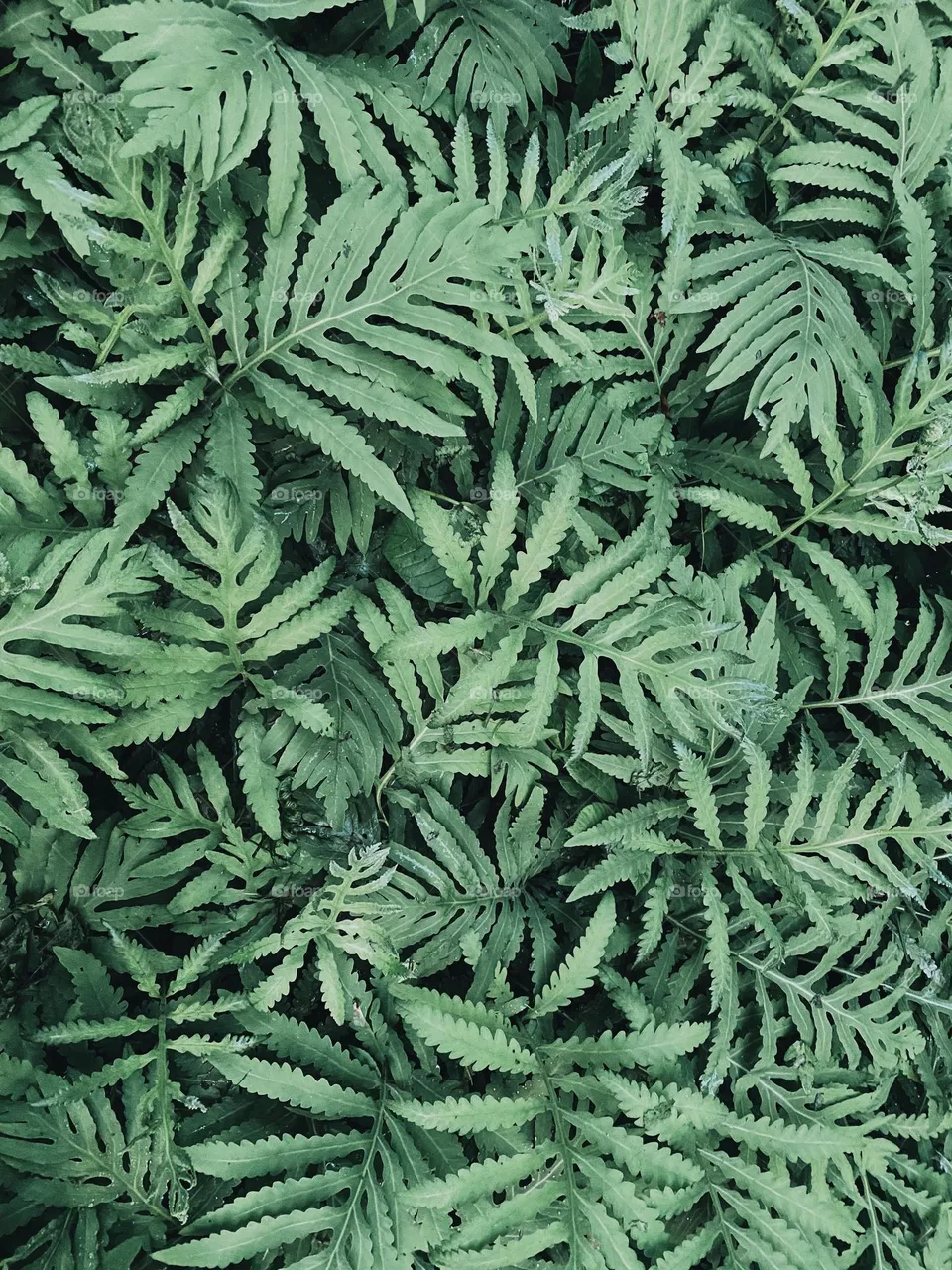 Plants