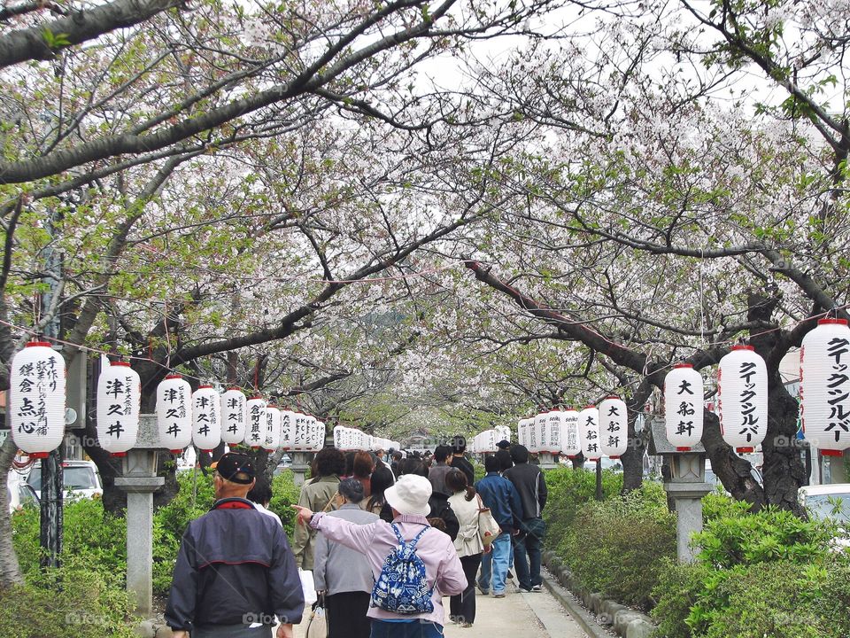 Sakura