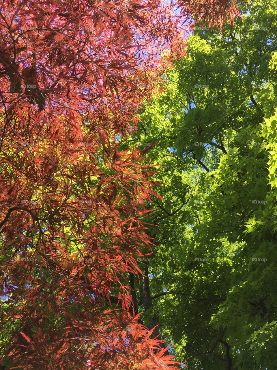Red Dragon Lace Leaf Japanese Maple against green tree