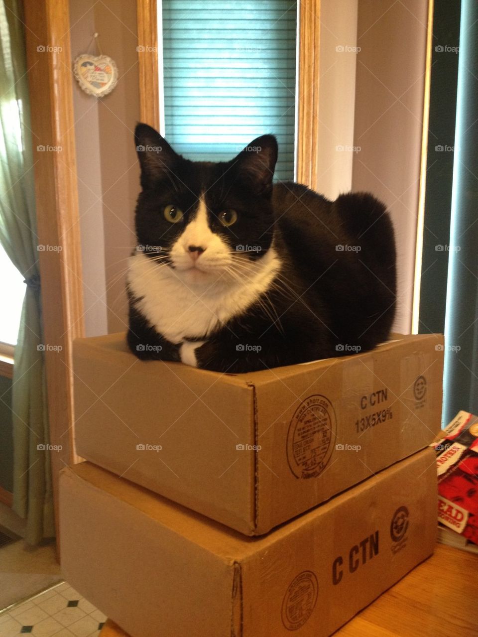 Riley on boxes!