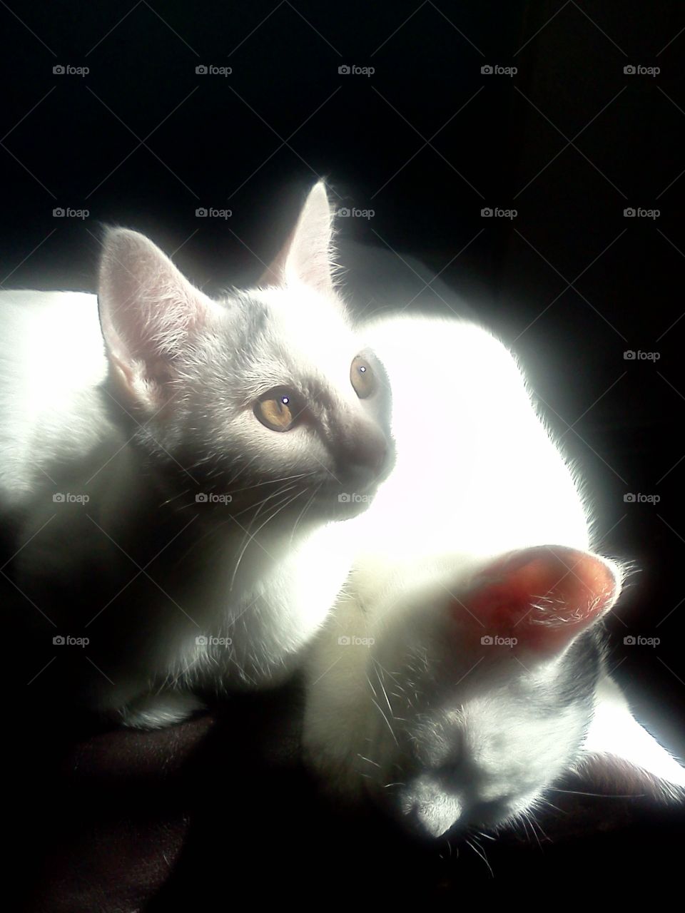 Sunbathing II. My cats 