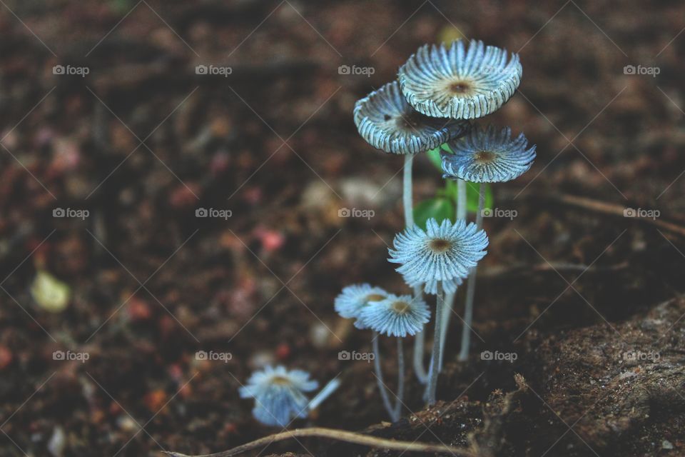 mushroom images, stock Photography