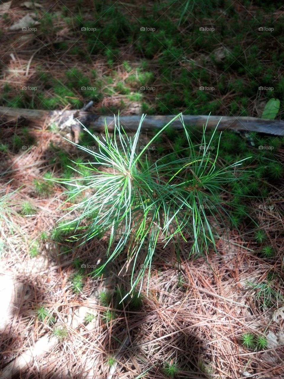 baBy pine