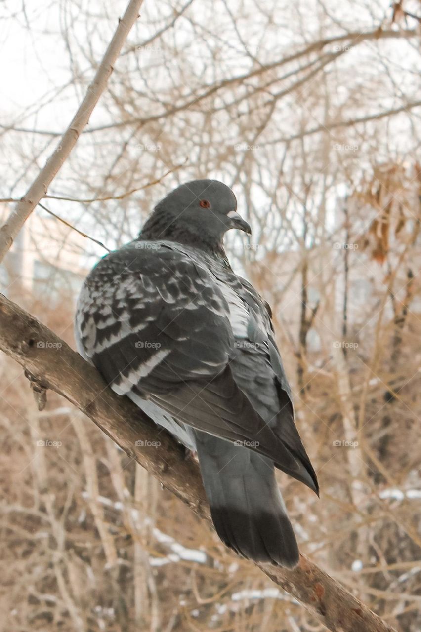 Pigeon Sisi