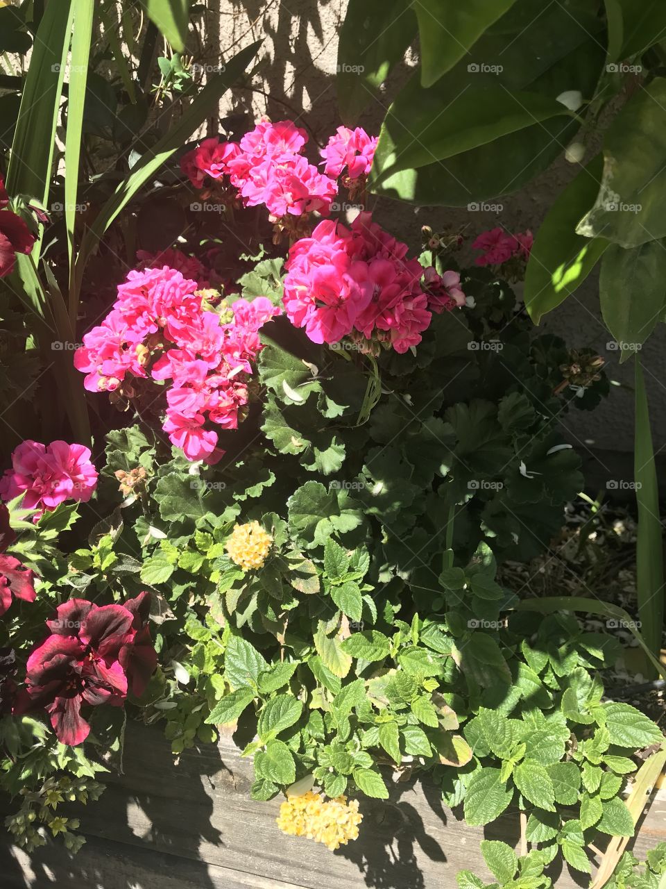 Bright pink geraniums 
