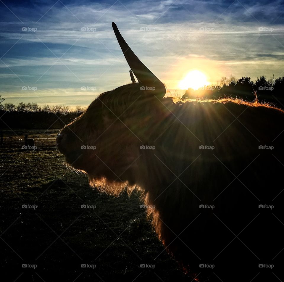 Backlit cow in cold weather