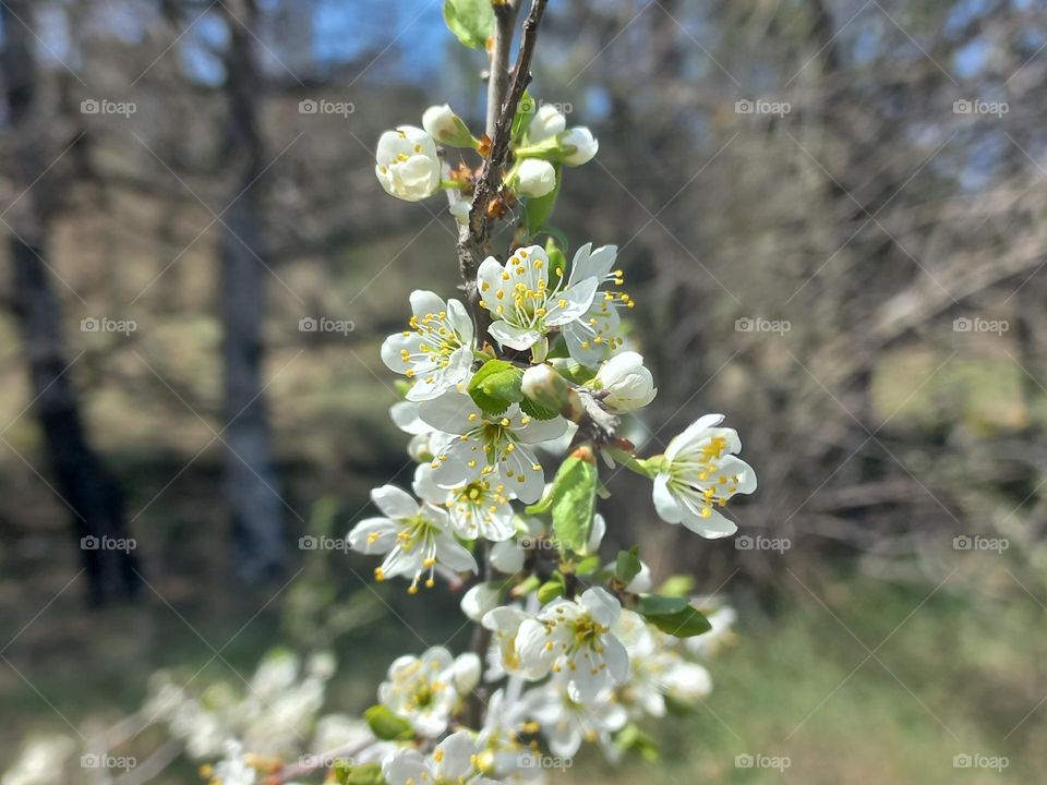 beautiful flowering shrubs in the mountains in spring with a beautiful view of the landscape!