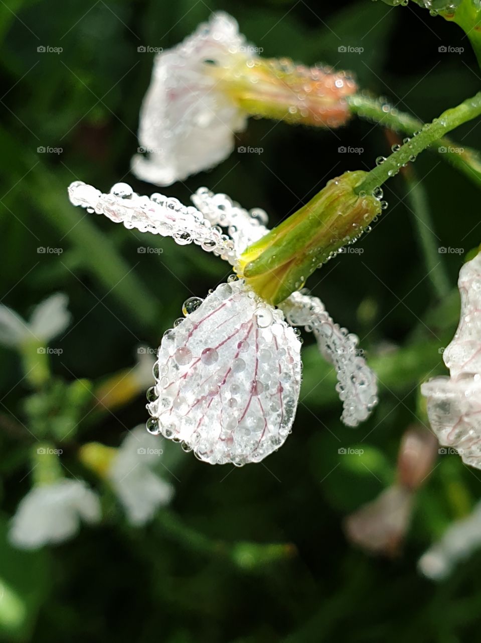 Small radishflowers with dew on them.