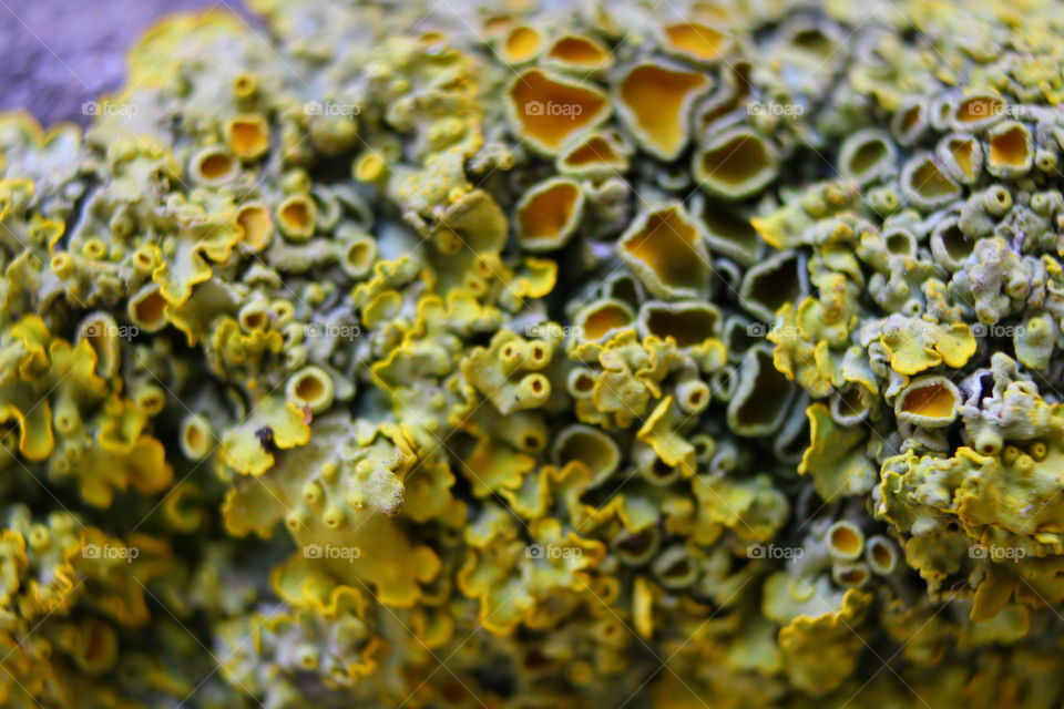 Moss and lichen