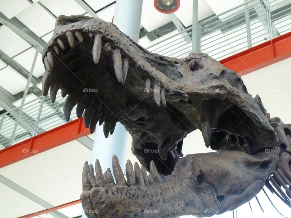 TRex