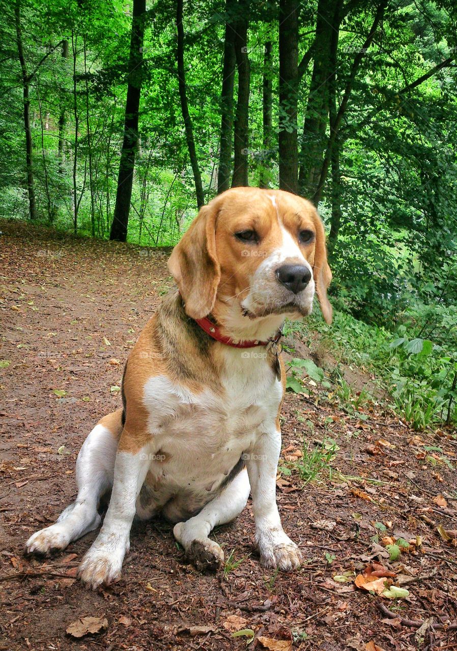 Close-up of beagle dog sitting in forest